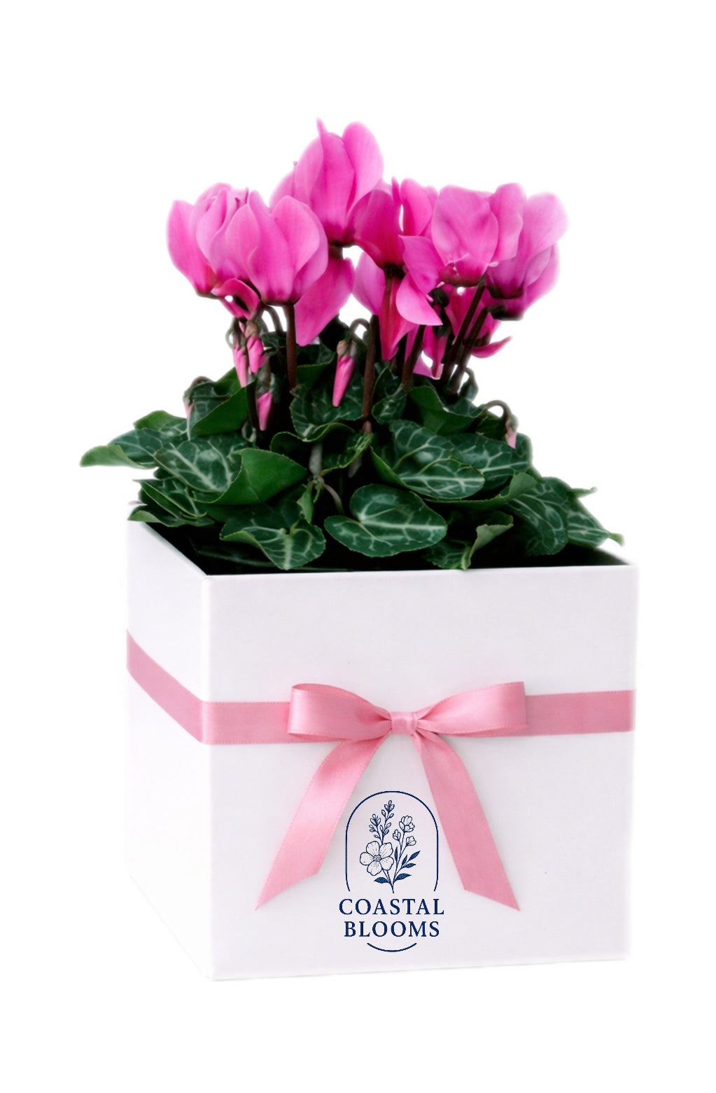 CYCLAMEN PLANT