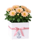 CHRYSANTHEMUM PLANT from Coastal Blooms Penguin
