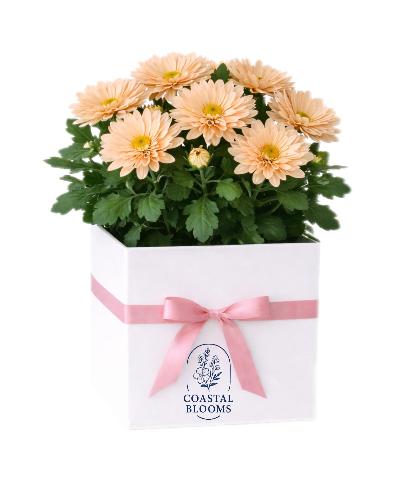 CHRYSANTHEMUM PLANT