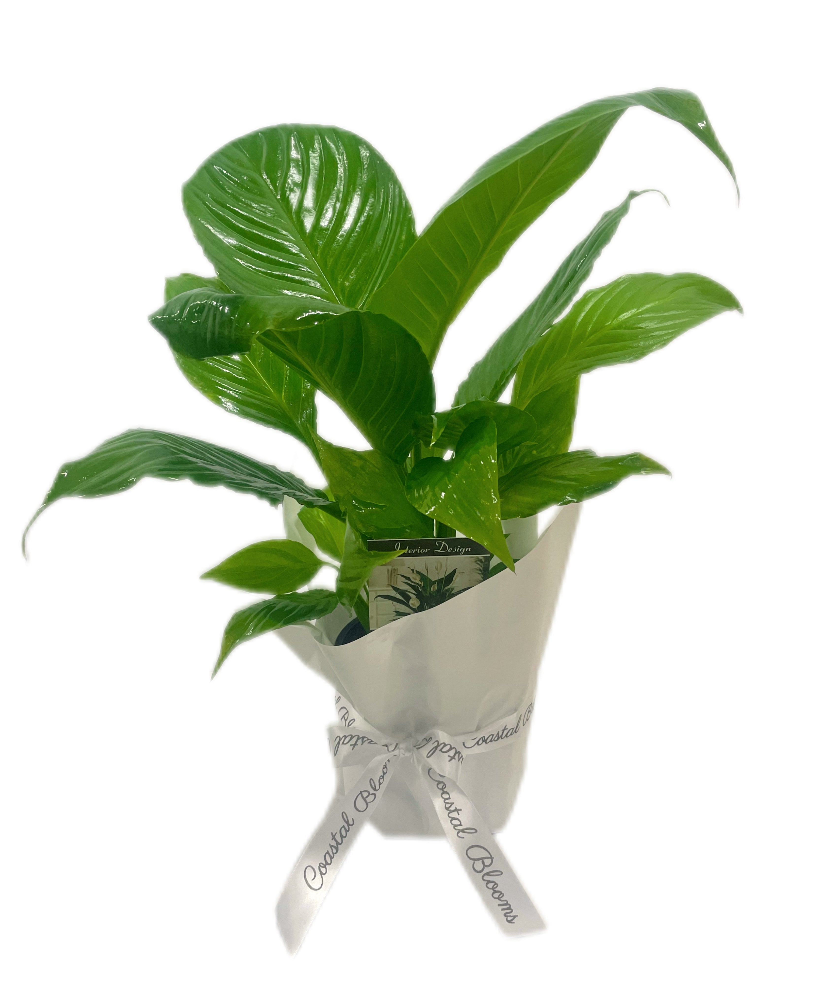 PEACE LILY PLANT