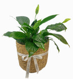 PEACE LILY PLANT