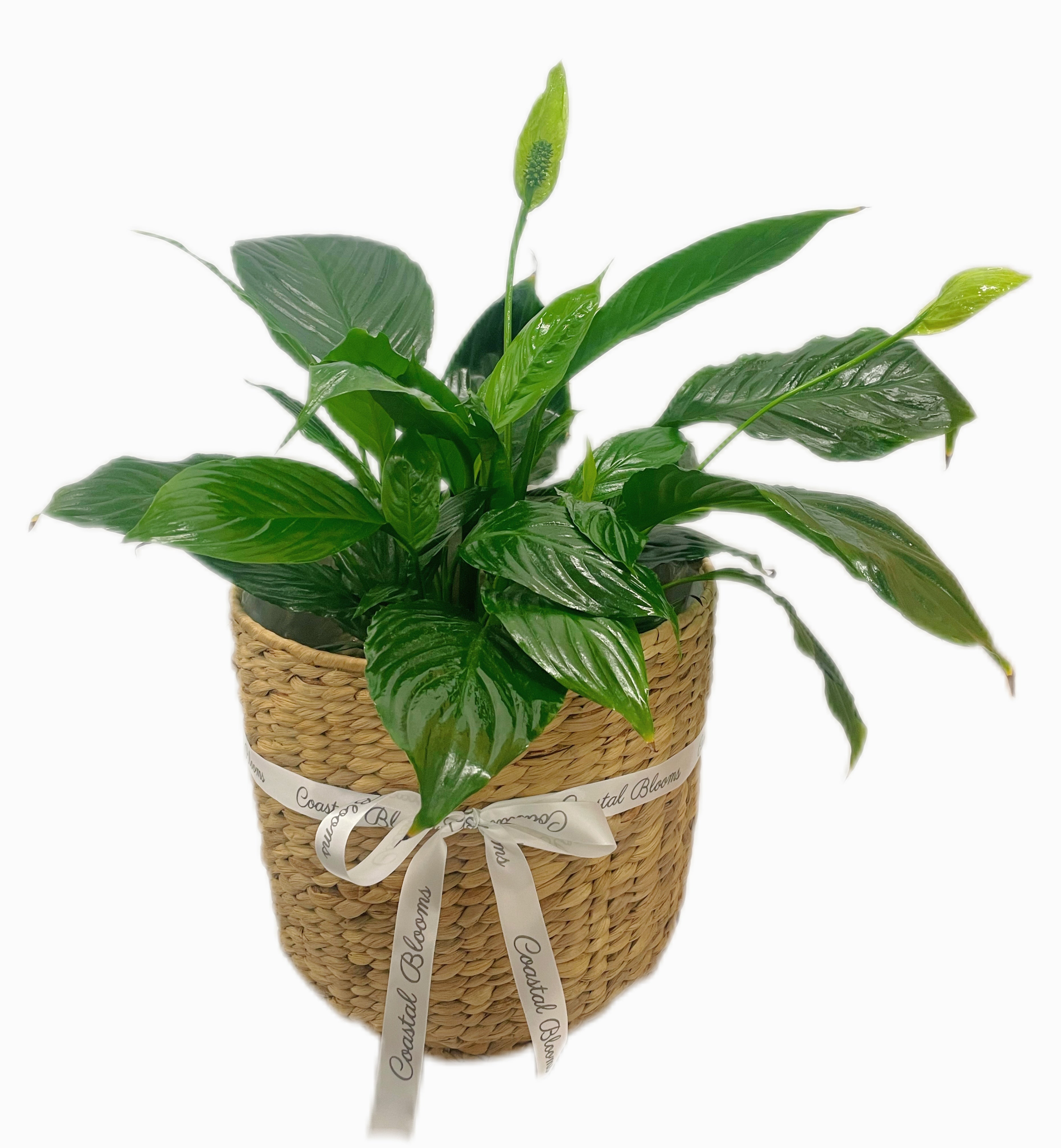PEACE LILY PLANT