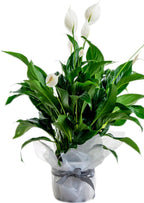 PEACE LILY PLANT