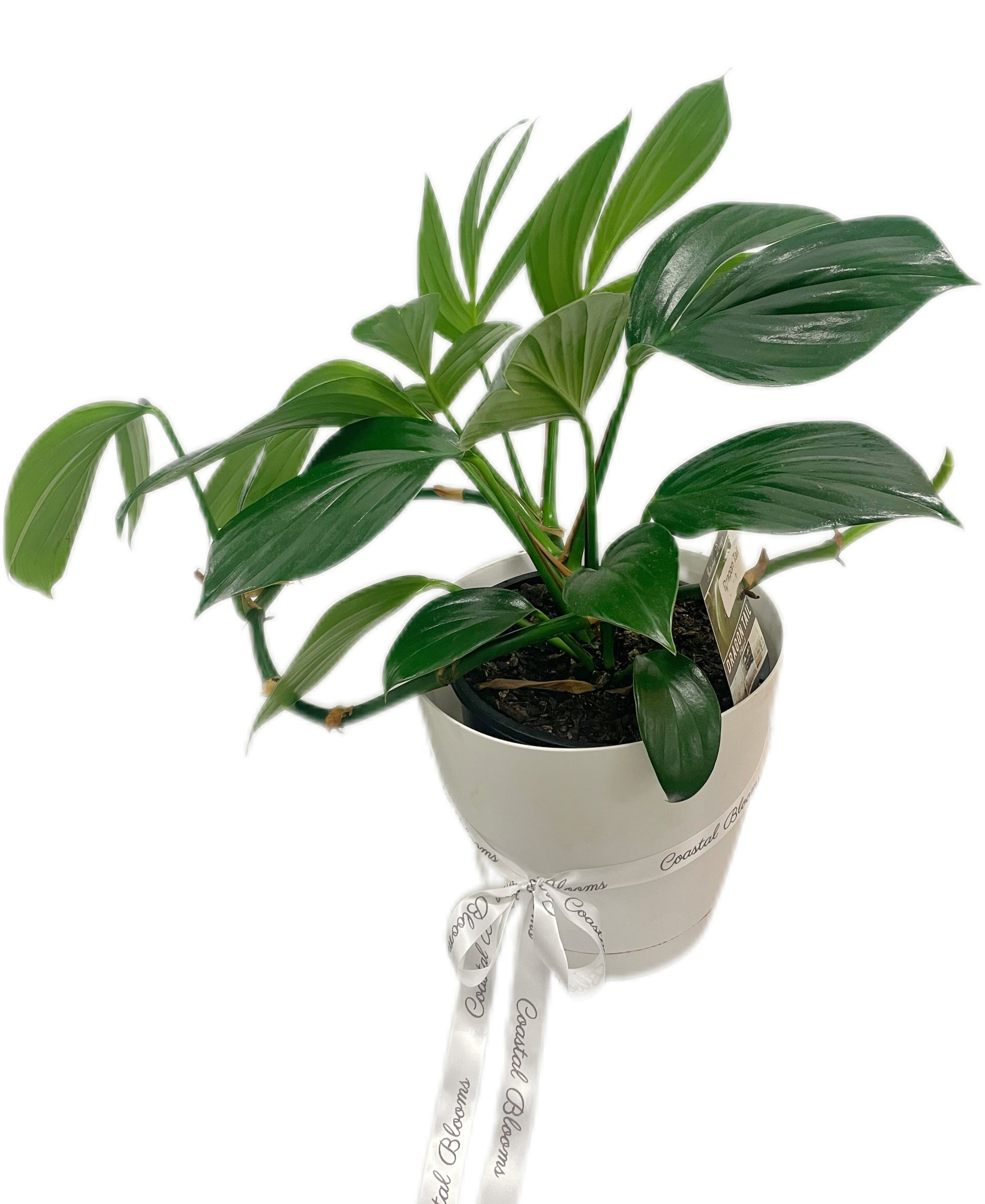 DRAGON TAIL PLANT