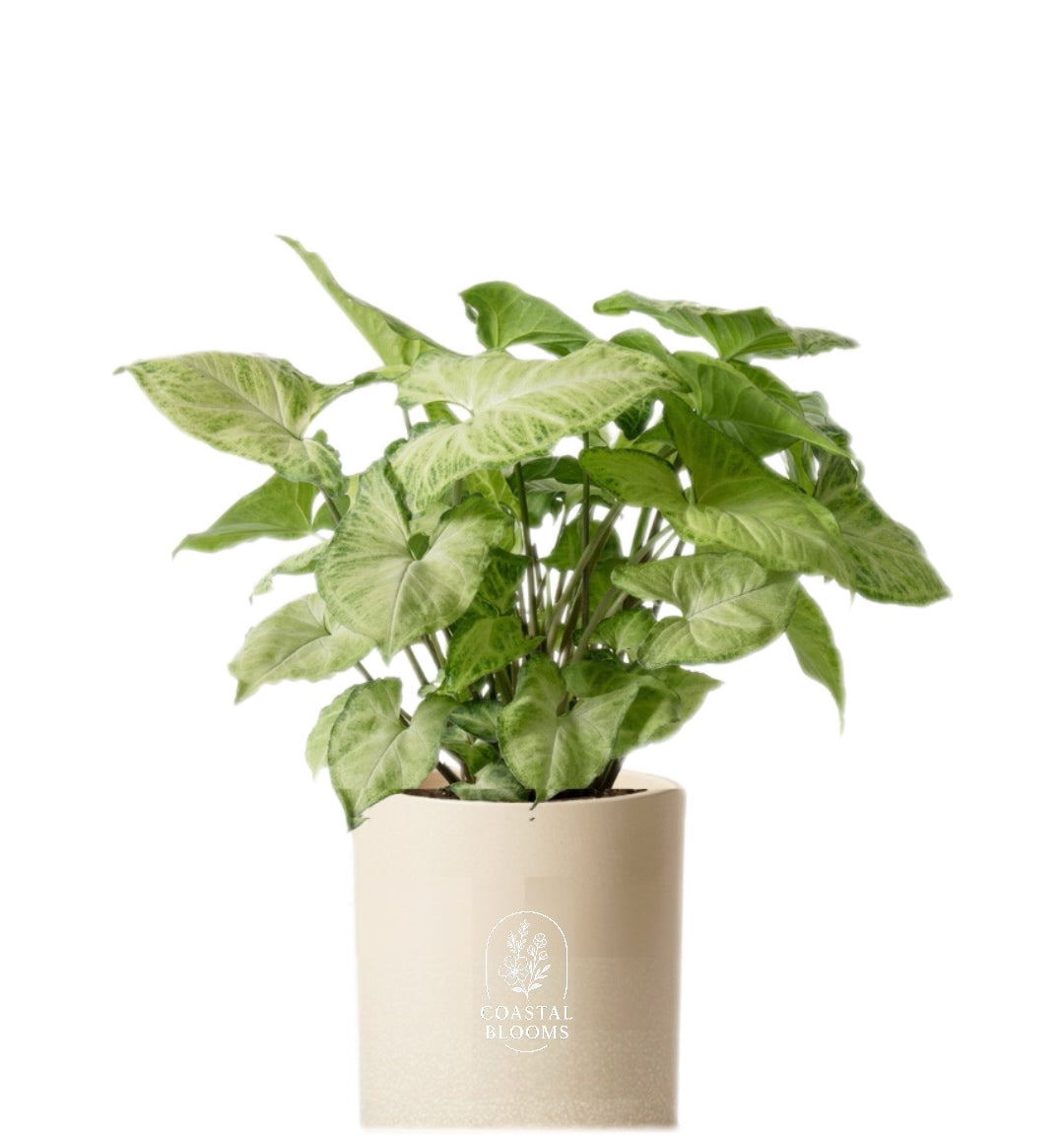 SYNGONIUM PLANT