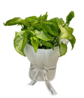 SYNGONIUM PLANT from Coastal Blooms Penguin