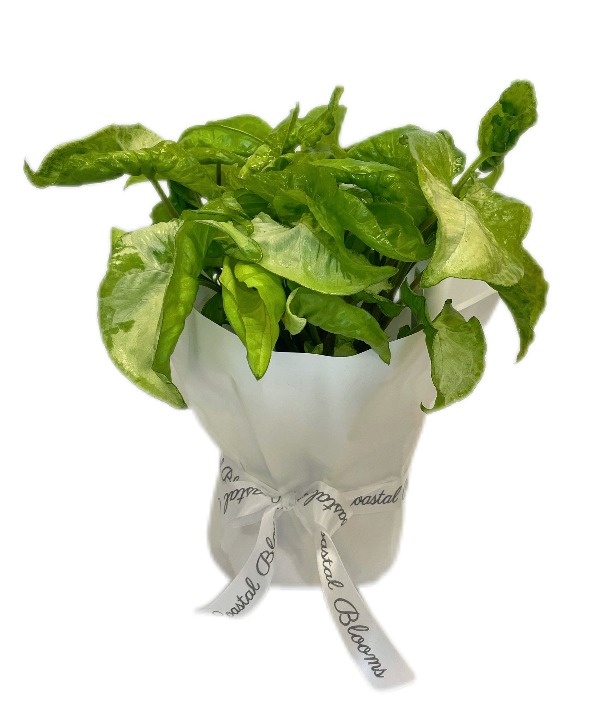 SYNGONIUM PLANT