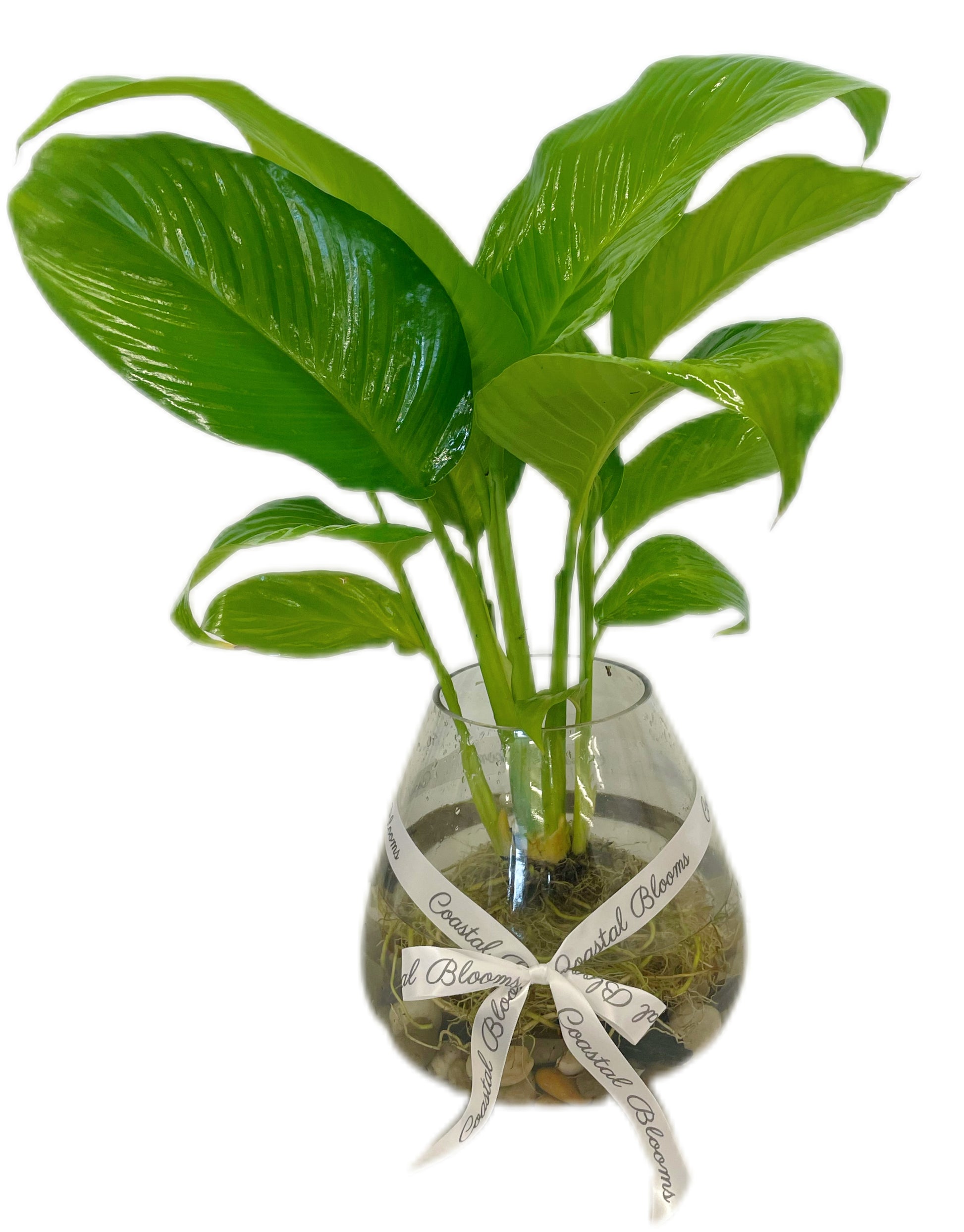 WATER PLANTS