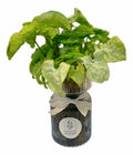 WATER PLANTS – alternate product image