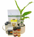 COFFEE & PLANT HAMPER from Coastal Blooms Penguin