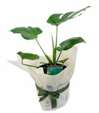 MONSTERA PLANT