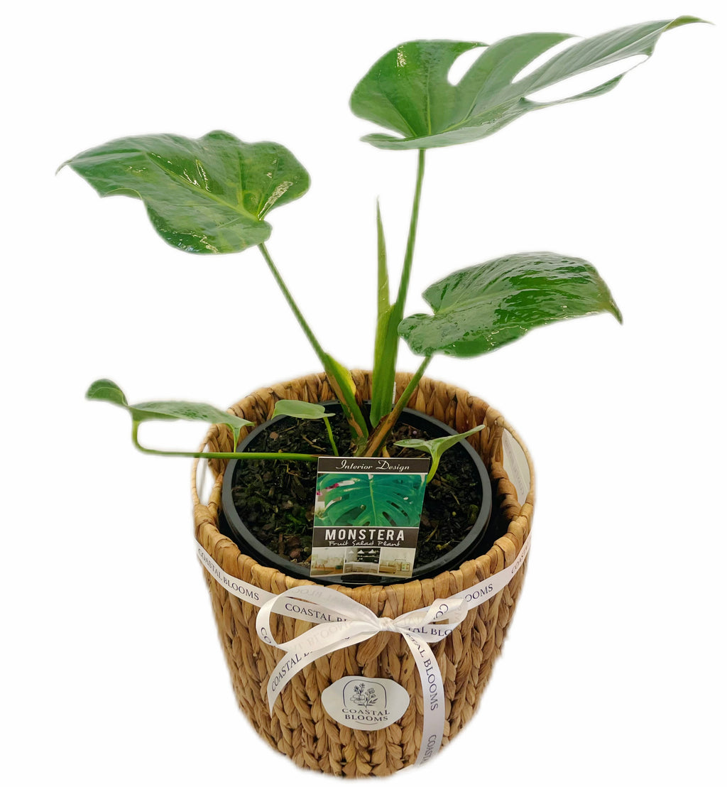 MONSTERA PLANT