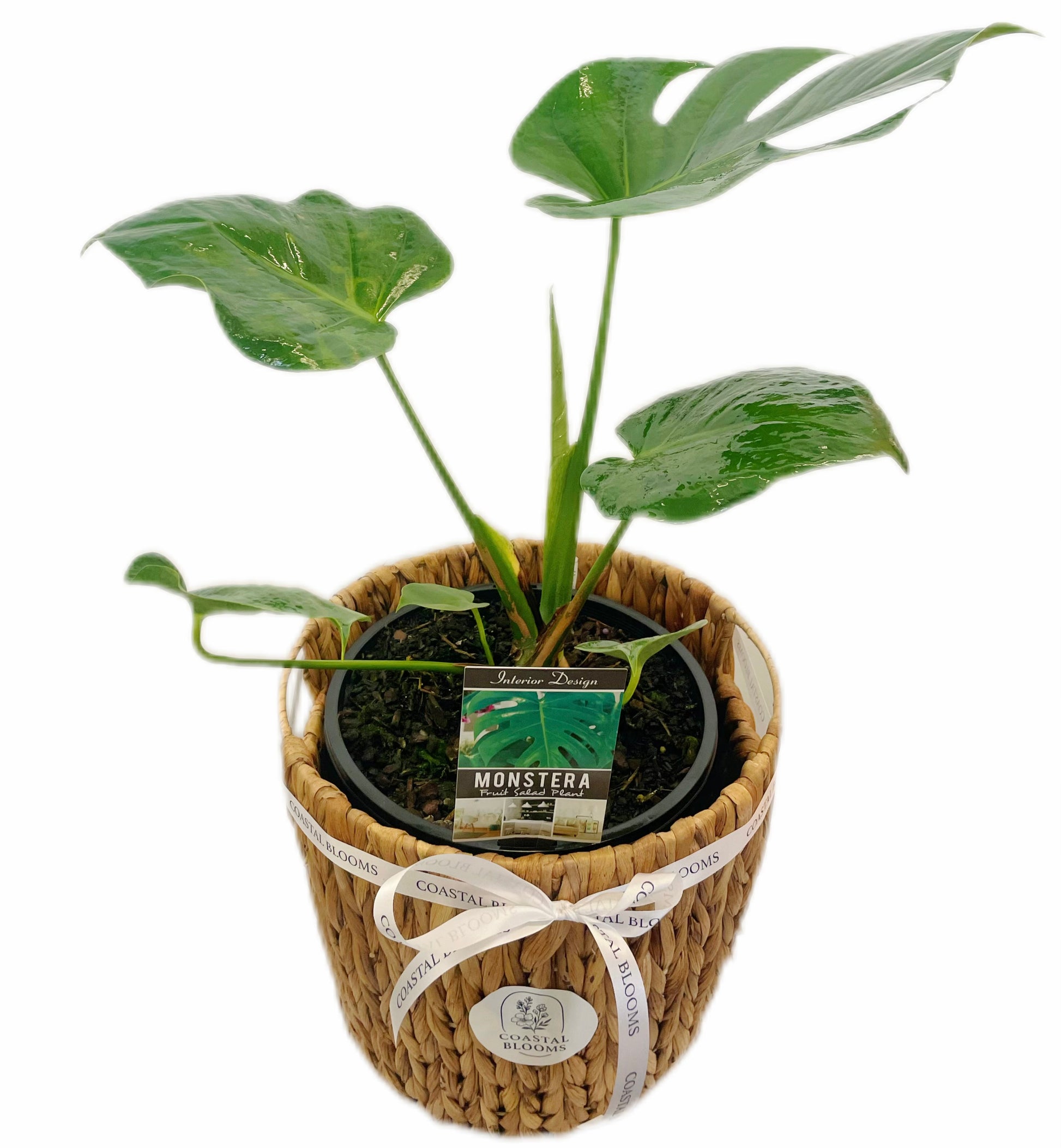 MONSTERA PLANT
