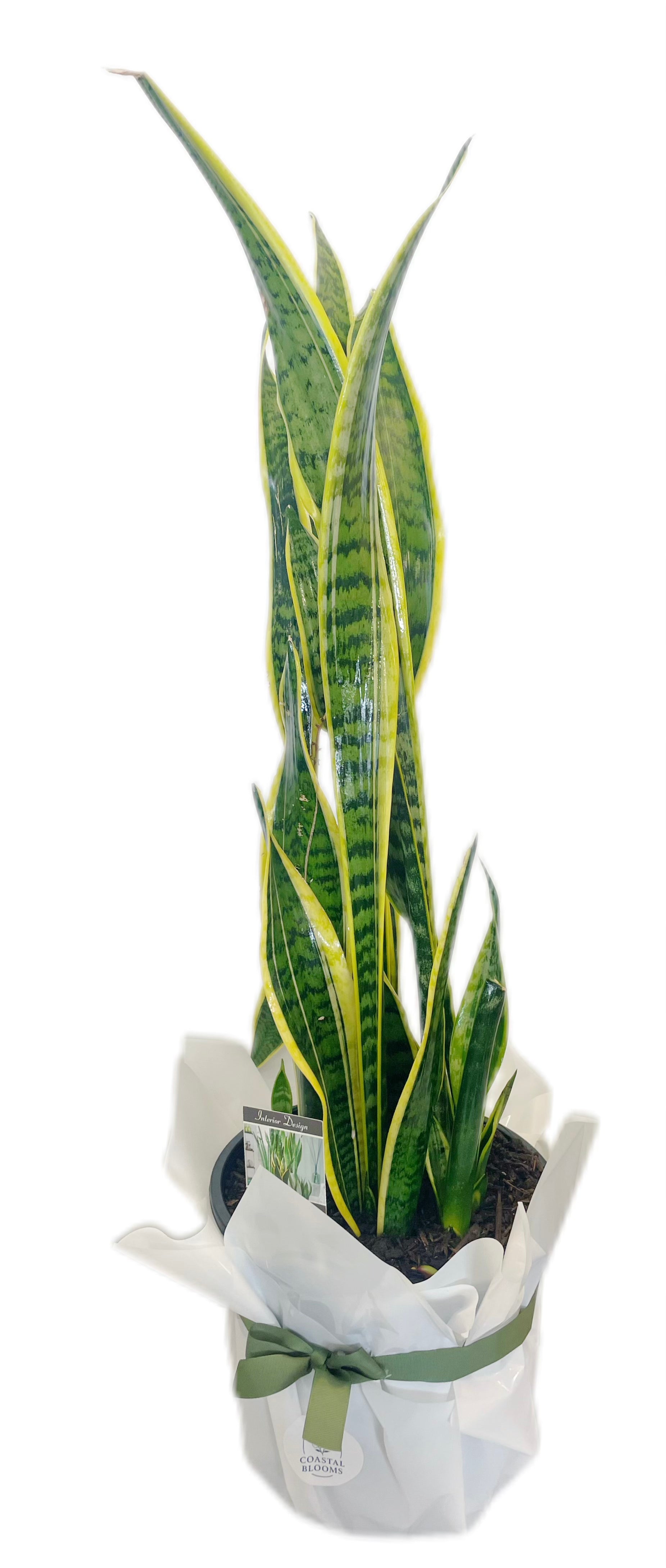 SNAKE PLANT