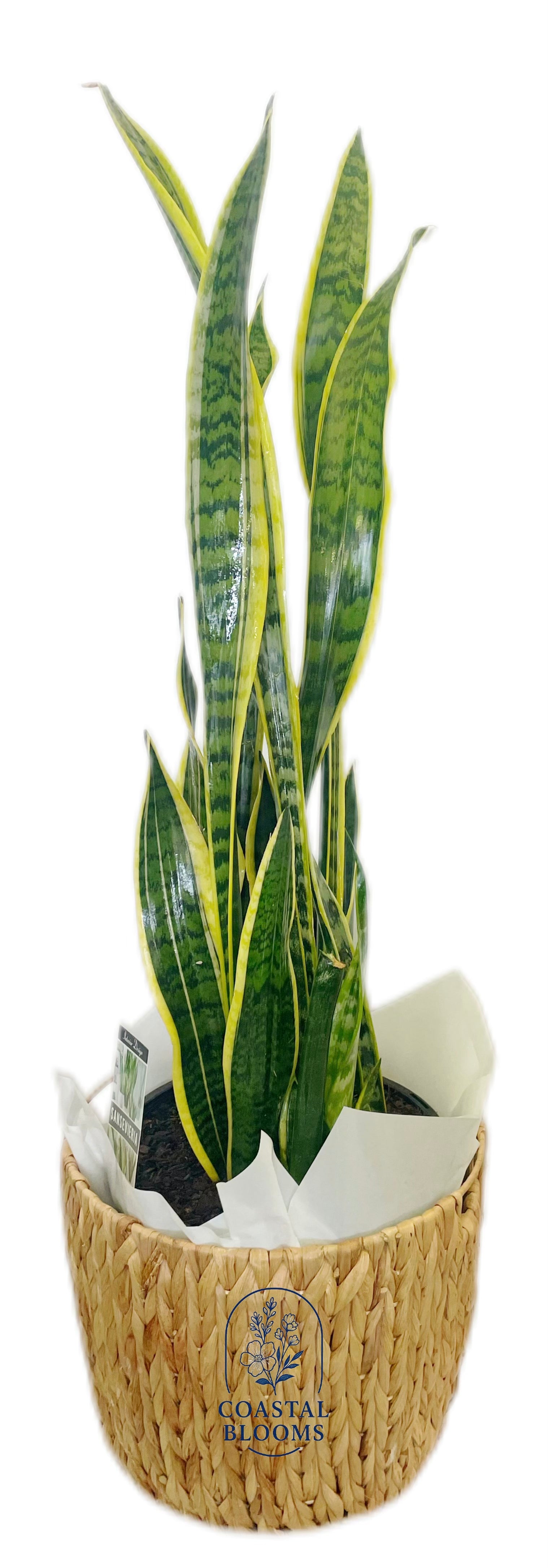 snake plant australia SNAKE PLANT – Coastal Blooms Penguin