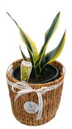 SNAKE PLANT