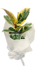 RUBBER PLANT from Coastal Blooms Penguin