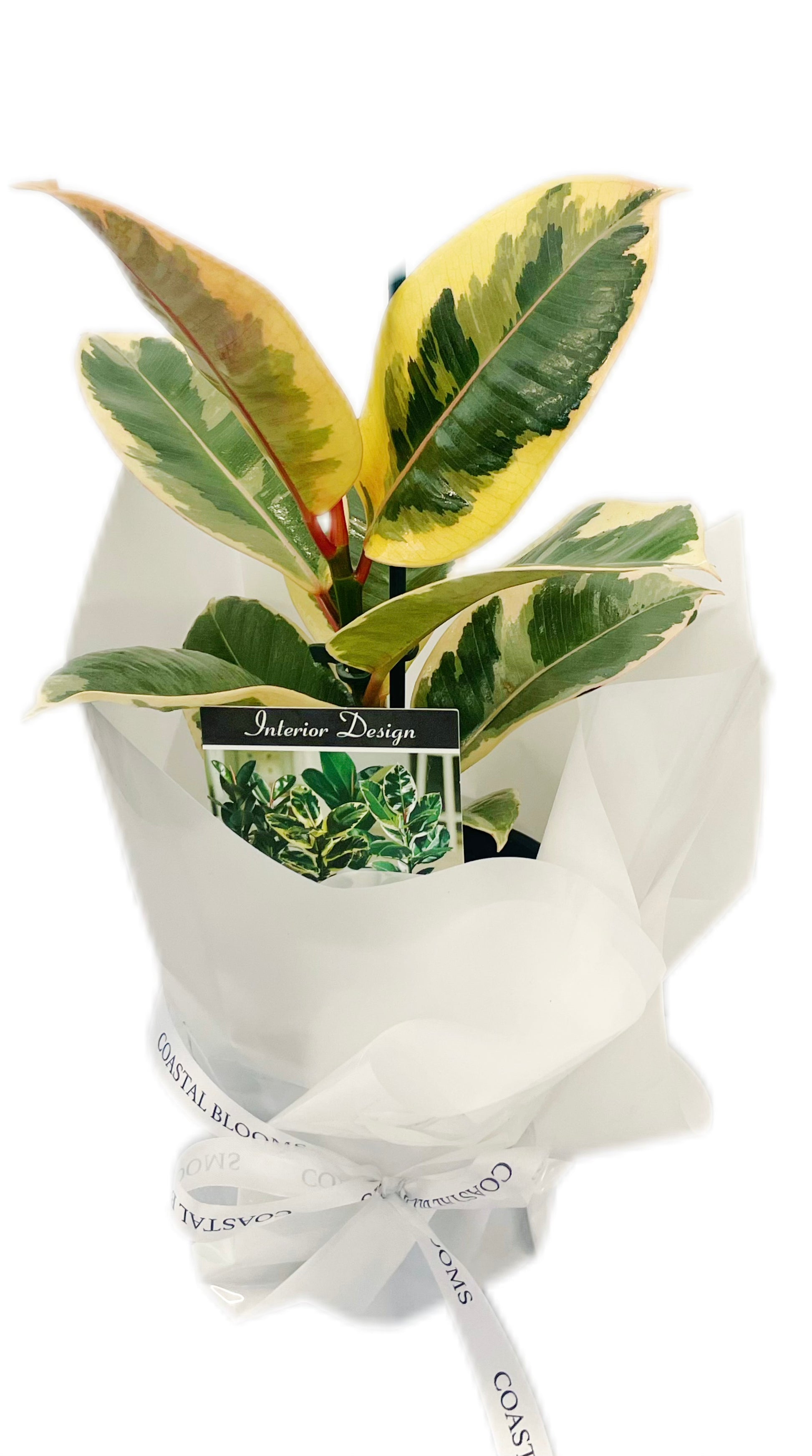 RUBBER PLANT