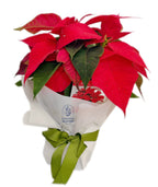 CHRISTMAS POINSETTIA PLANT