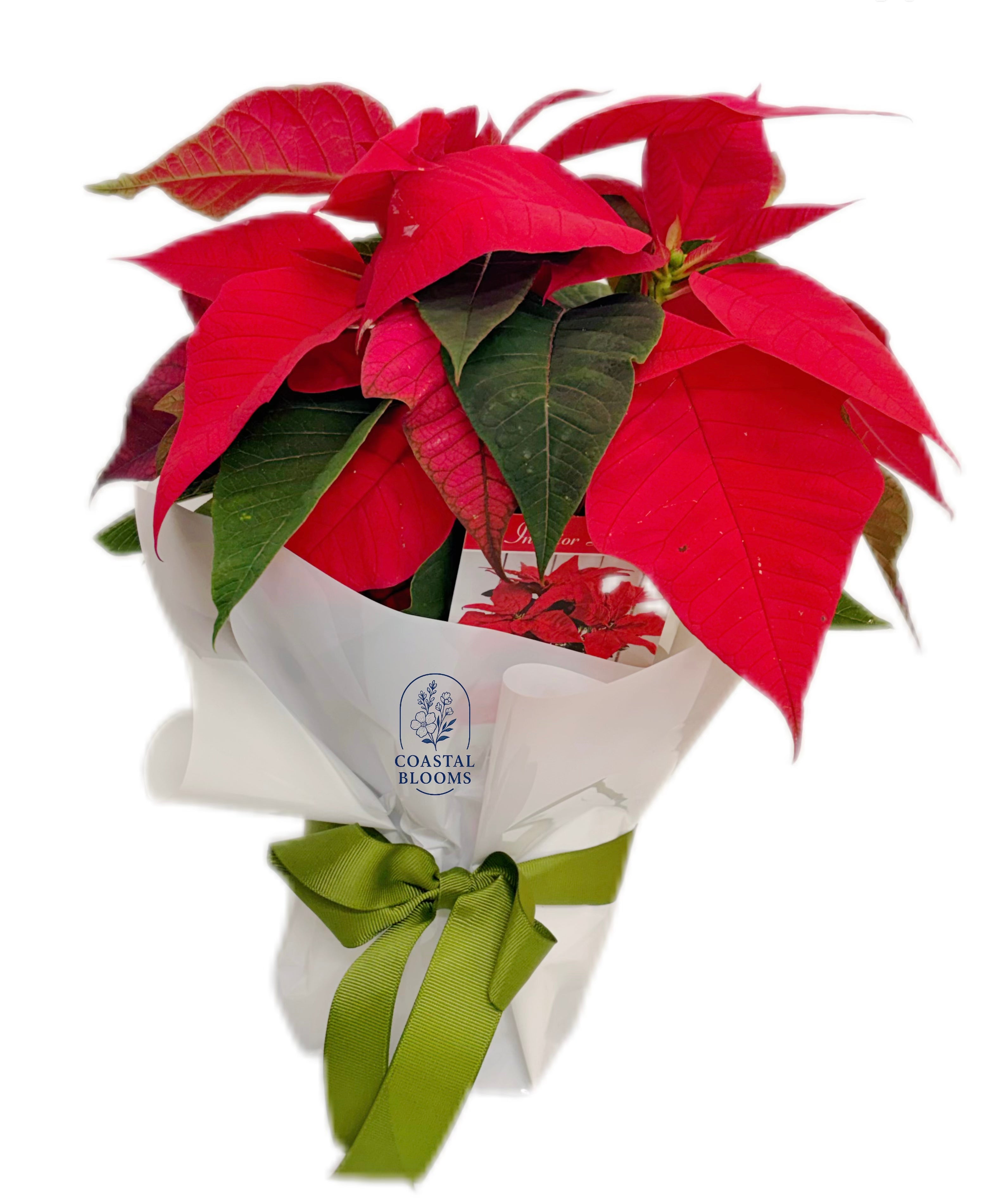 CHRISTMAS POINSETTIA PLANT