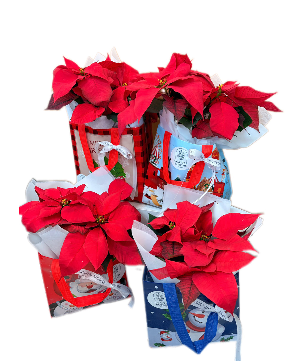 CHRISTMAS POINSETTIA PLANT