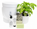 Plant and pamper hamper with indoor plant, Salus hand care and lemon myrtle soap – Coastal Blooms Penguin Tasmania